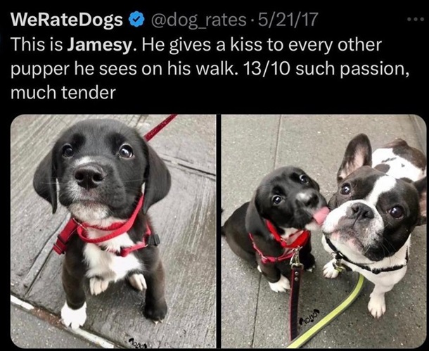 jamesy dog.jpg