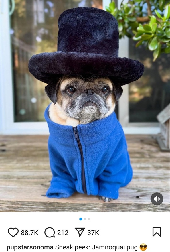 jamirodog.jpg