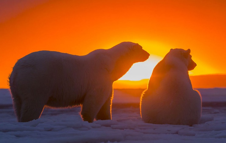 jan12pbears.jpg