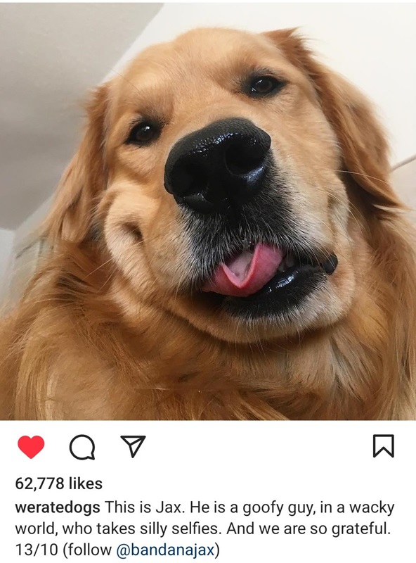 jax dog.jpg
