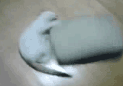 jdI7zjn.gif
