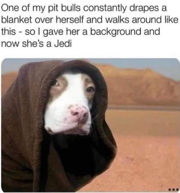Jedi pittie.jpg