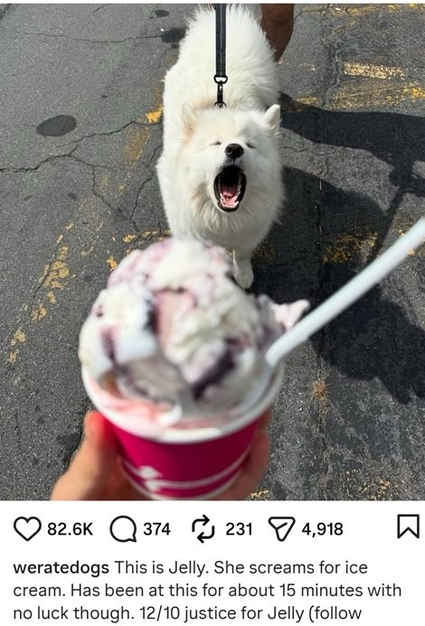Jelly dog.jpg