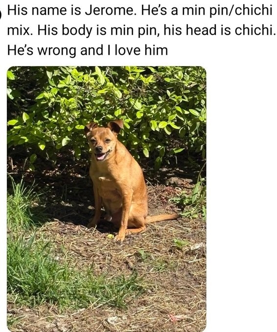 Jerome dog.jpg