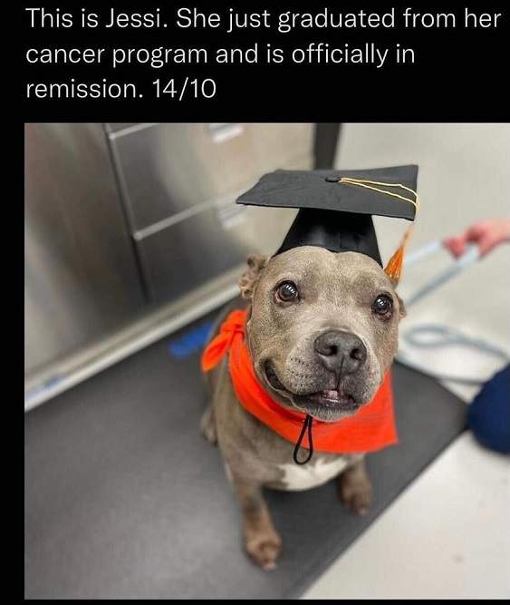 jessi dog.jpg