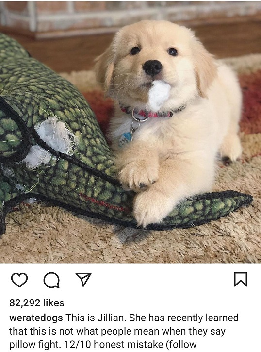jillian dog.jpg