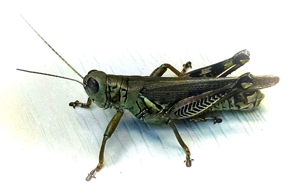 Jim the cricket.jpg