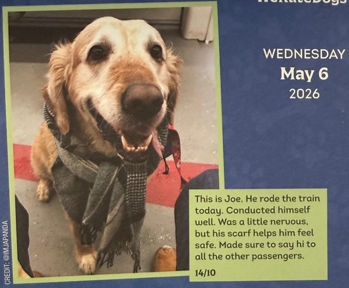 Joe dog.jpg