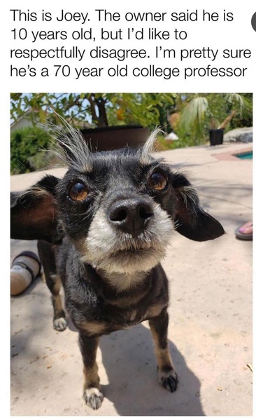 Joey dog.jpg