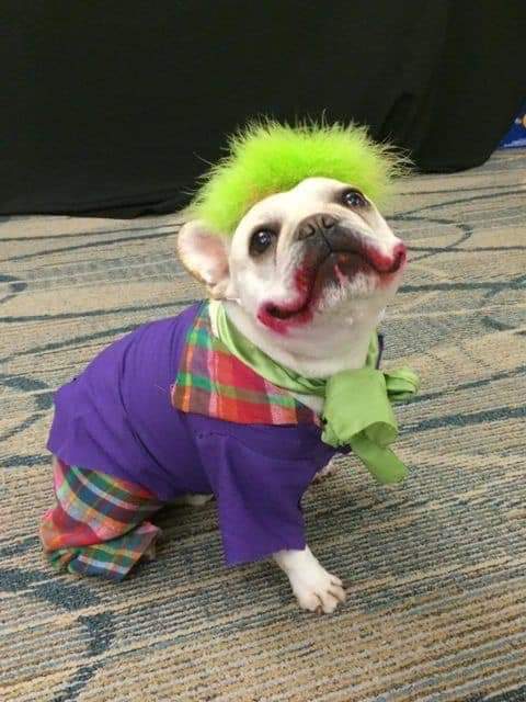 joker dog.jpg
