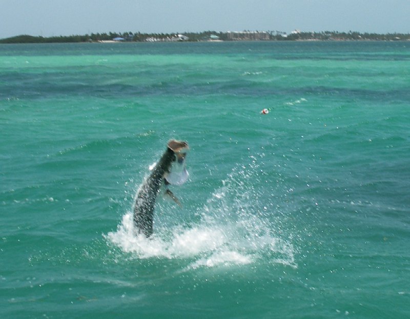 JoshTarponIslamorada11MAy08wra.jpg
