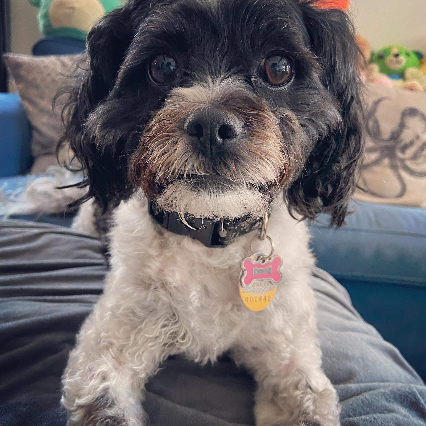 josie.jpg