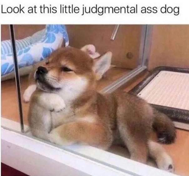 judgemental dog.jpg