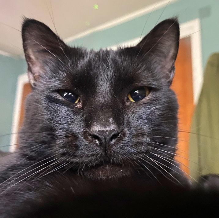 judgy cat.jpg
