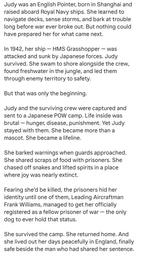 Judy dog 2.jpg