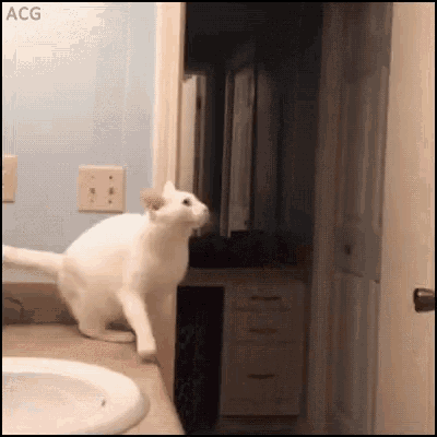jumping cat.gif