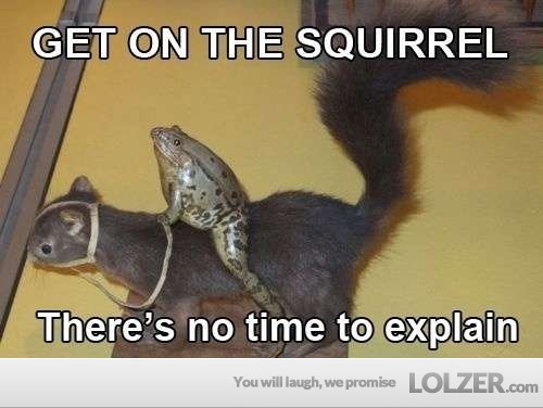 just-a-frog-on-a-squi-wait-what.jpg