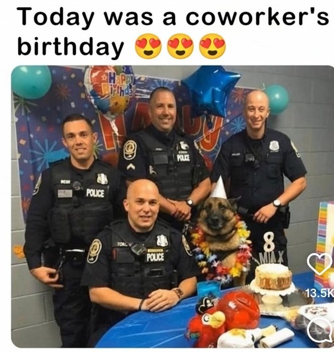 K9.jpg