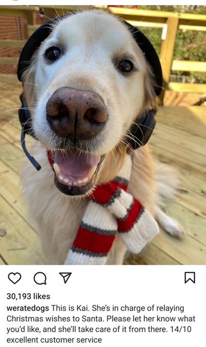 kai dog.jpg