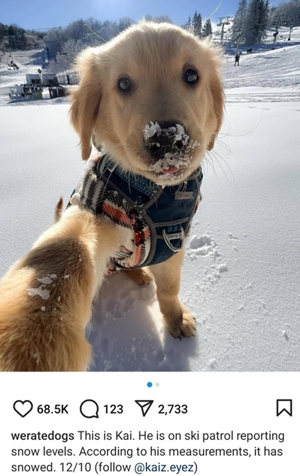 kai dog.jpg