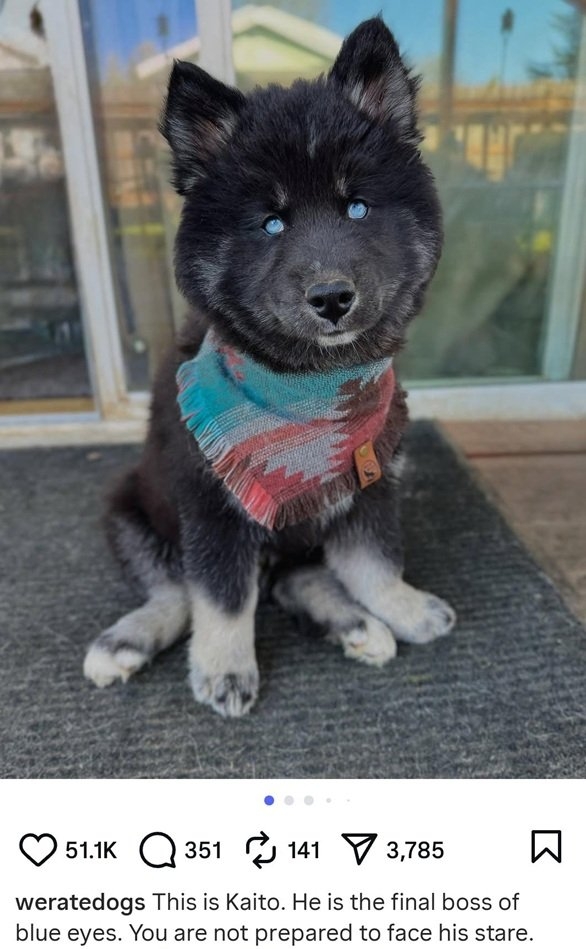 kaito dog.jpg