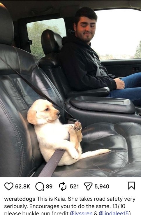 Kala dog.jpg