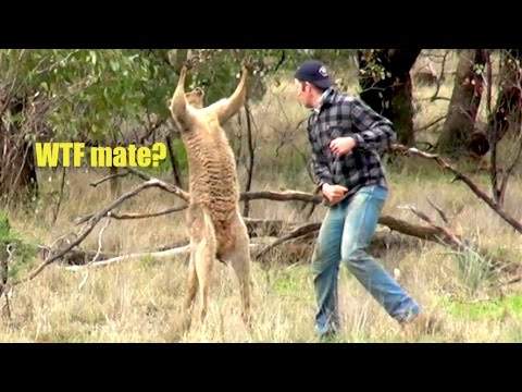 kanga.jpg