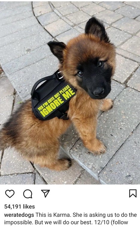 karma dog.jpg