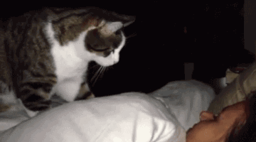 kat.gif