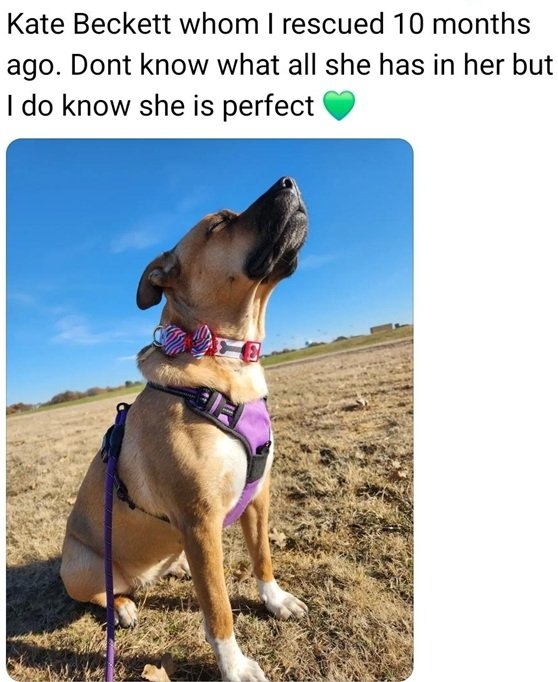 kate dog.jpg
