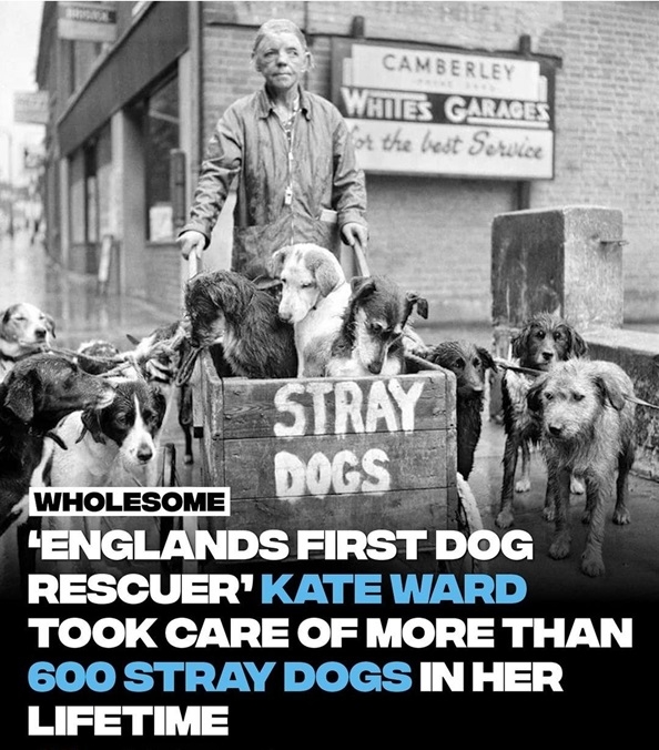 kate dogs 1.jpg