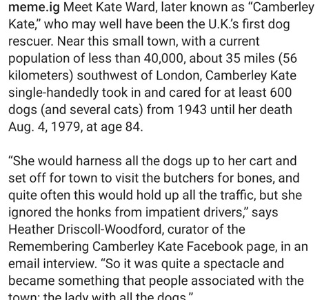 kate dogs 2.jpg