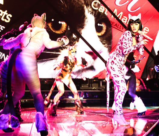 katy-4-cats.jpg