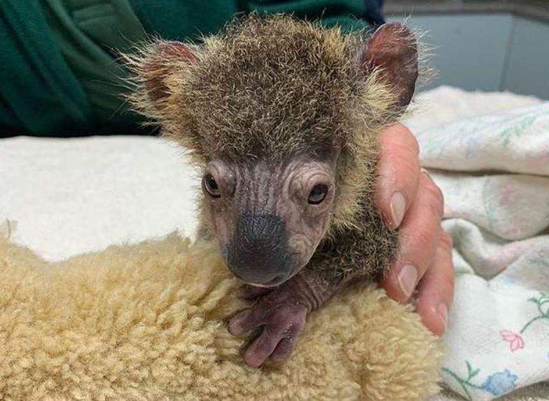 Keli Koala 1.JPG
