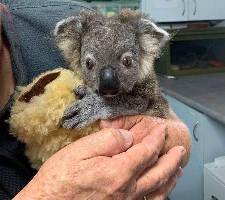 Keli Koala 2.JPG