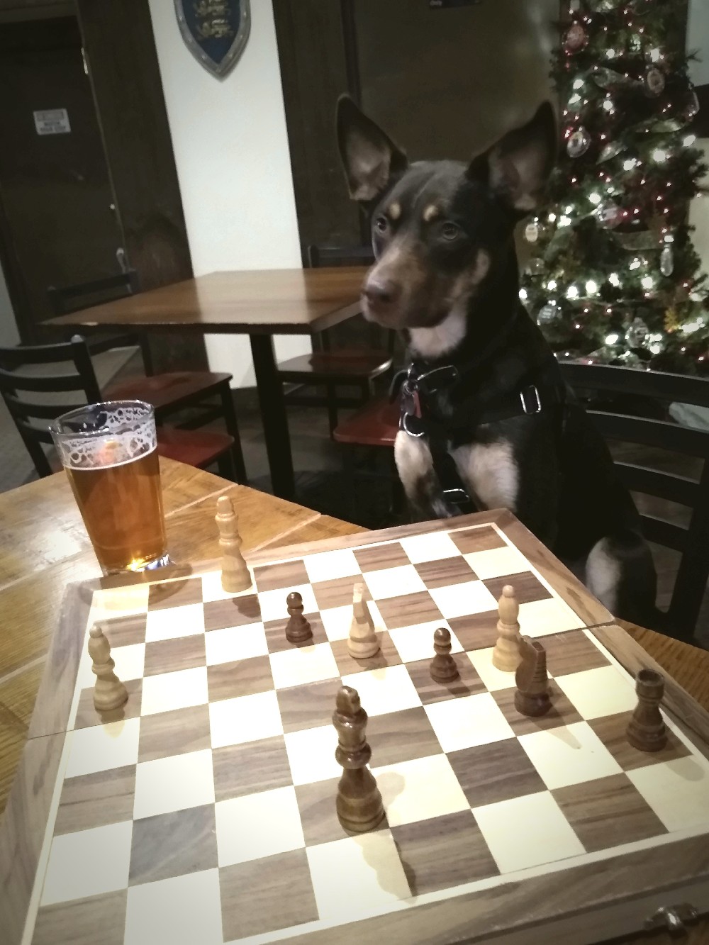 KelpieChess_1.jpg