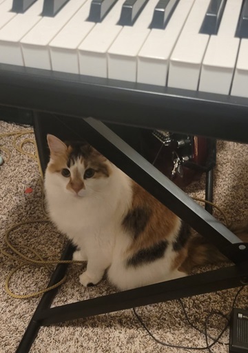 keyboard cat.jpg