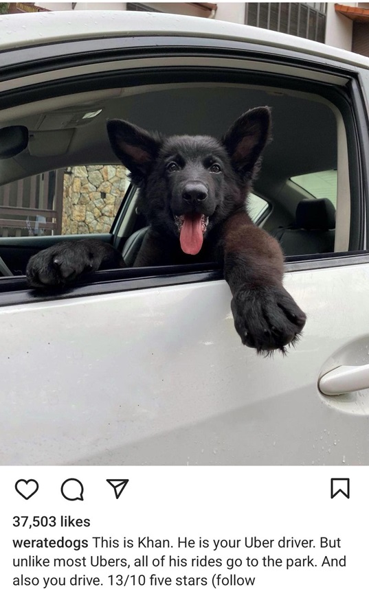 Khan dog.jpg