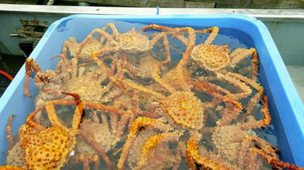 king-crab.PNG