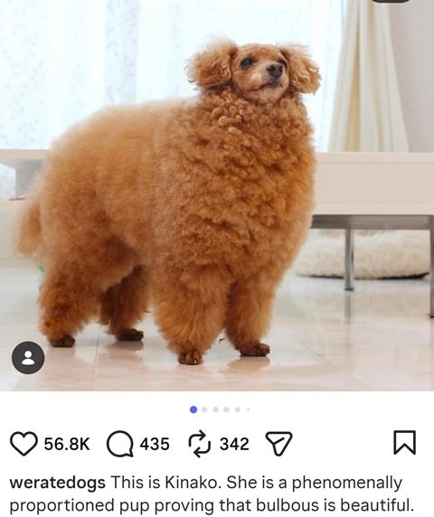 Kiniko dog.jpg