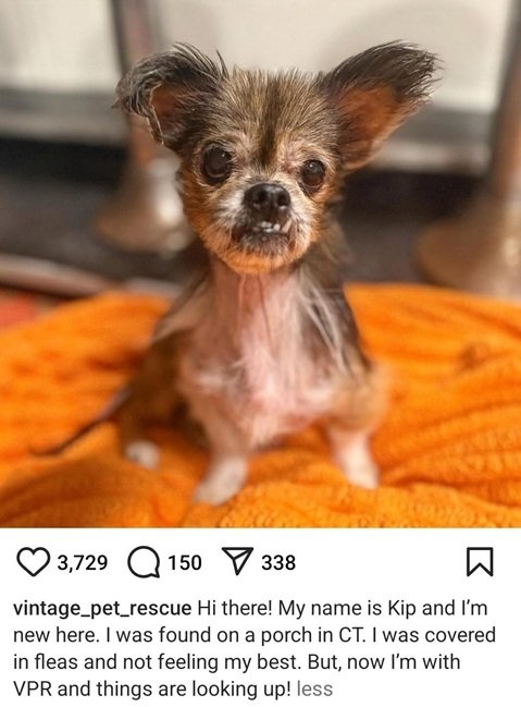 kip dog.jpg