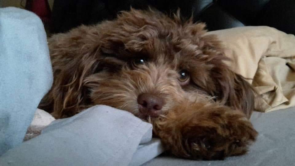 Kirby pup.jpg