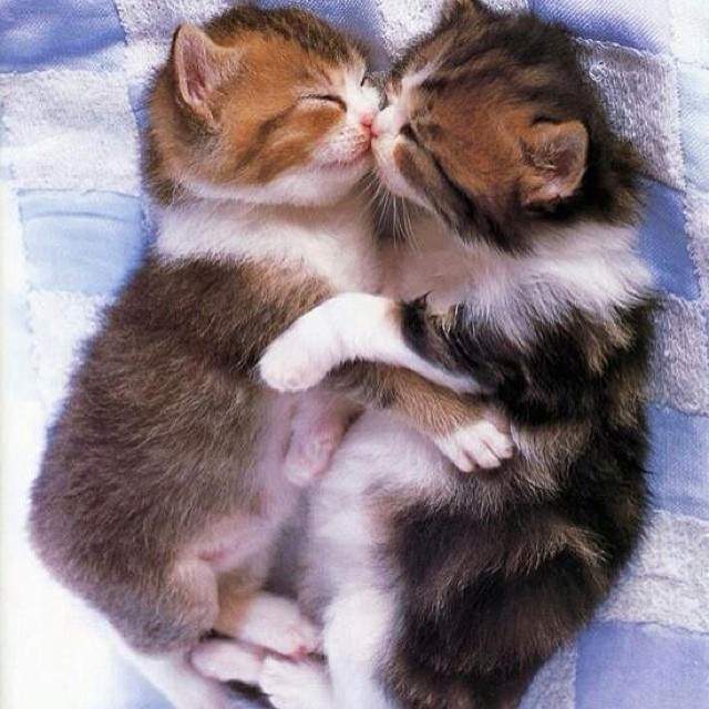kiten smooch.jpg