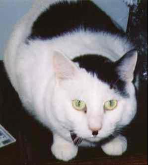 kitler_2.jpg
