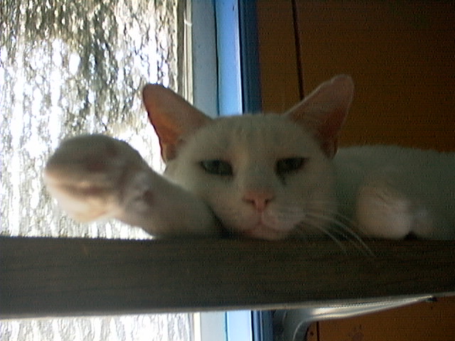 kittalywinks.jpg