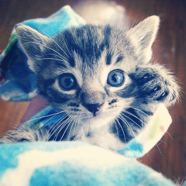 kitten blue.jpg