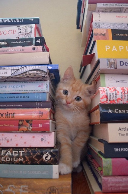 kitten books.jpg