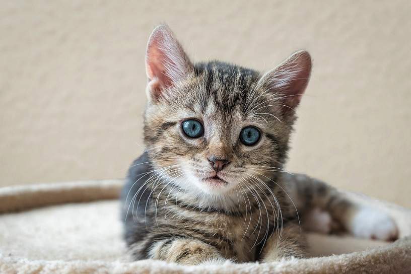 kitten close 2.jpg