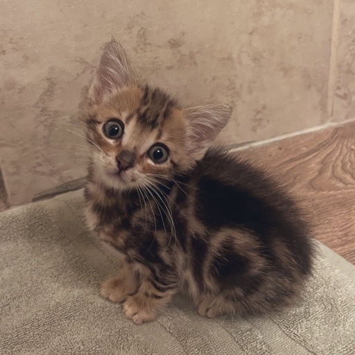 kitten close 2.jpg