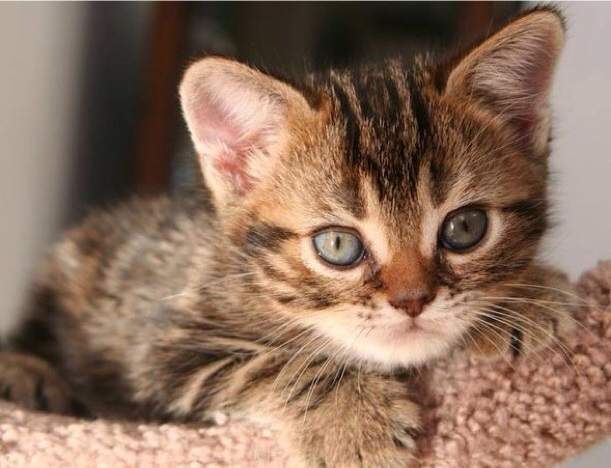 kitten close.jpg